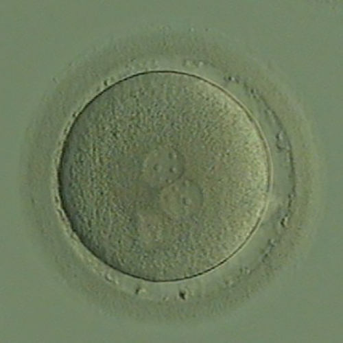Fertilized Embryo (Day After Retrieval)